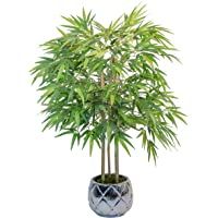Maia Shop Bambú Cañas Naturales- Elaborados con los Mejores Materiales- Ideal para Decoración de hogar- Árbol- Planta…